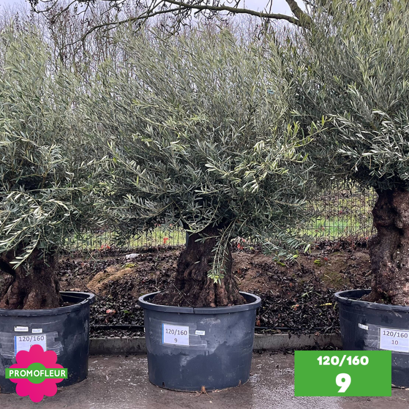 Olivier Centenaire 120 - 160 ans - Promofleur - Choix 9