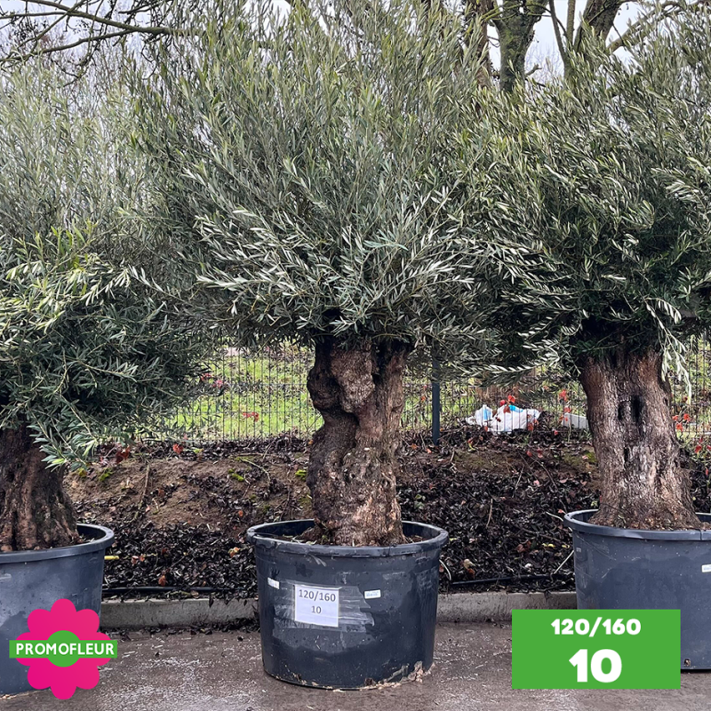Olivier Centenaire 120 - 160 ans - Promofleur - Choix 10