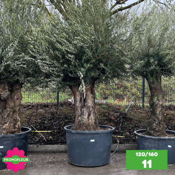 Olivier Centenaire 120 - 160 ans - Promofleur - Choix 11