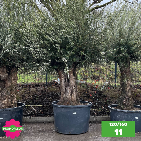 Olivier Centenaire 120 - 160 ans - Promofleur - Choix 11