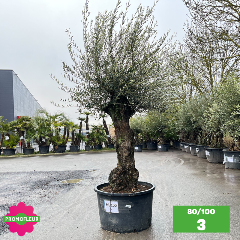 Olivier Centenaire 80 - 100 ans - Promofleur - Choix 3