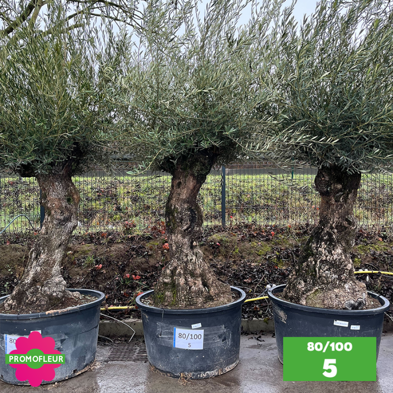 Olivier Centenaire 80 - 100 ans - Promofleur - Choix 5