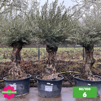 Olivier Centenaire 80 - 100 ans - Promofleur - Choix 6