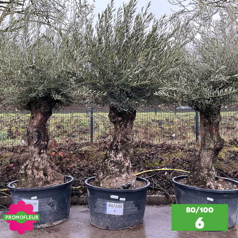 Olivier Centenaire 80 - 100 ans - Promofleur - Choix 6