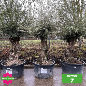 Olivier Centenaire 80 - 100 ans - Promofleur - Choix 7