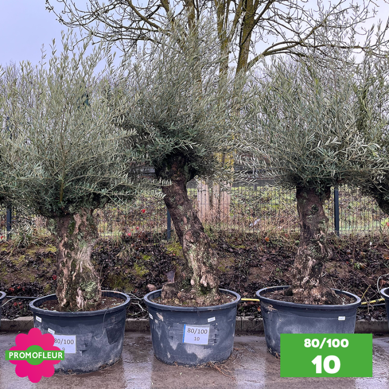 Olivier Centenaire 80 - 100 ans - Promofleur - Choix 10