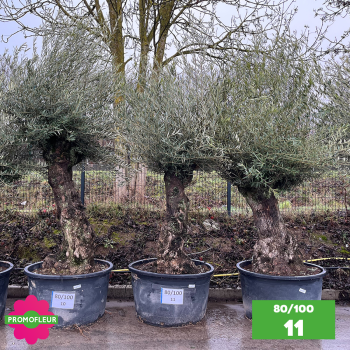 Olivier Centenaire 80 - 100 ans - Promofleur - Choix 11