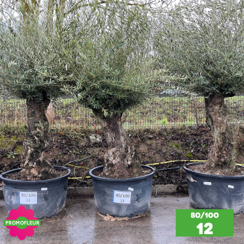 Olivier Centenaire 80 - 100 ans - Promofleur - Choix 12