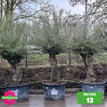 Olivier Centenaire 80 - 100 ans - Promofleur - Choix 13