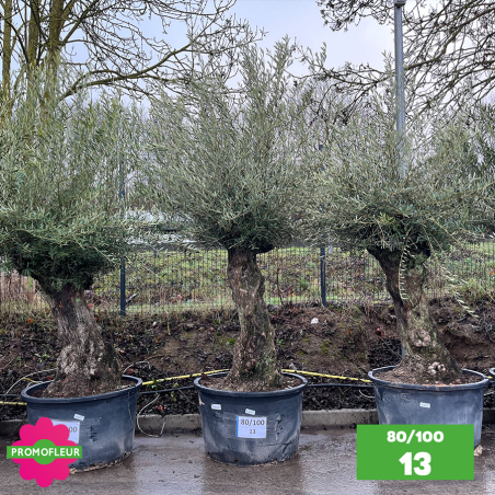 Olivier Centenaire 80 - 100 ans - Promofleur - Choix 13