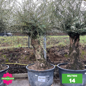 Olivier Centenaire 80 - 100 ans - Promofleur - Choix 14