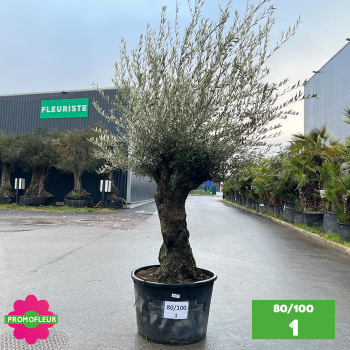 Parc d'Oliviers 80 - 100 ans - Promofleur Champagne-sur-Oise 2