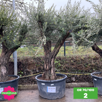 Olivier 70 - 100 ans ramifié Hauteur 200 cm - Choix 2 (OR 70-100 / 2)