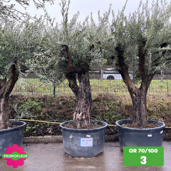 Olivier 70 - 100 ans ramifié Hauteur 200 cm - Choix 3 (OR 70-100 / 3)