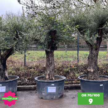 Olivier 70 - 100 ans ramifié Hauteur 200 cm - Choix 9 (OR 70-100 / 9)