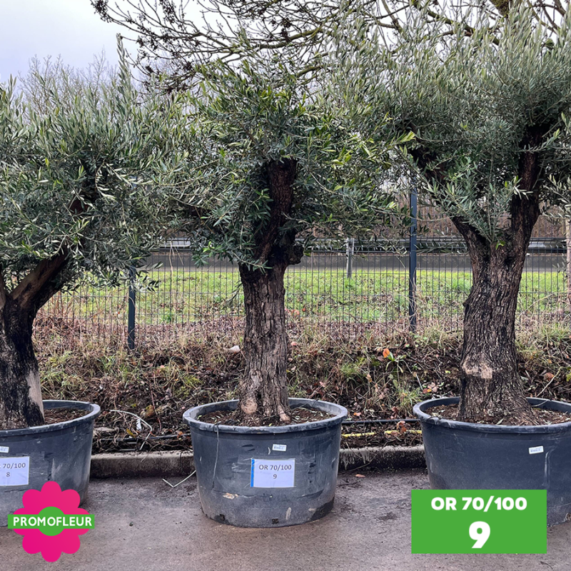 Olivier 70 - 100 ans ramifié Hauteur 200 cm - Choix 9 (OR 70-100 / 9)