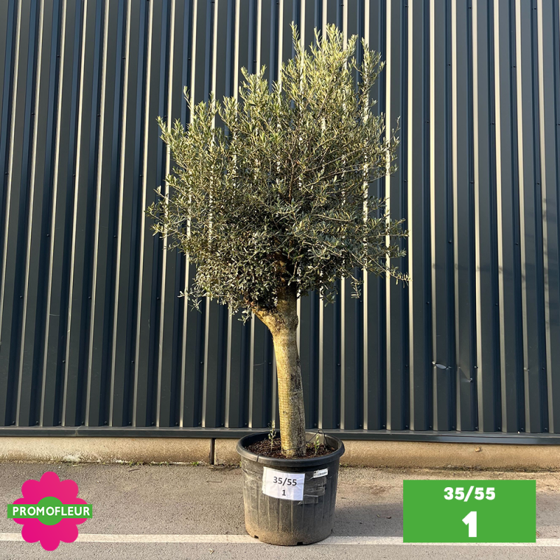 Olivier tige 35/55 Hauteur 200 cm - Promofleur - Choix 1