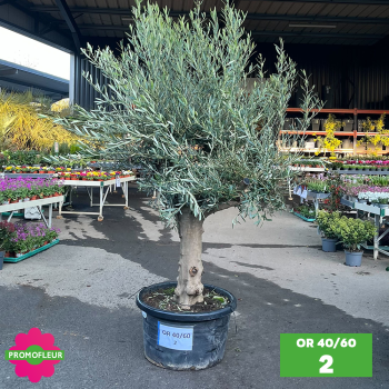 Parc d'oliviers 40 - 60 ans ramifiés Hauteur 200 cm - Promofleur 2