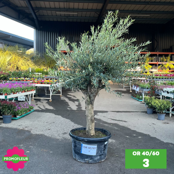 Olivier 40 - 60 ans ramifié Hauteur 200 cm - Promofleur (OR-40/60 - 5) 2