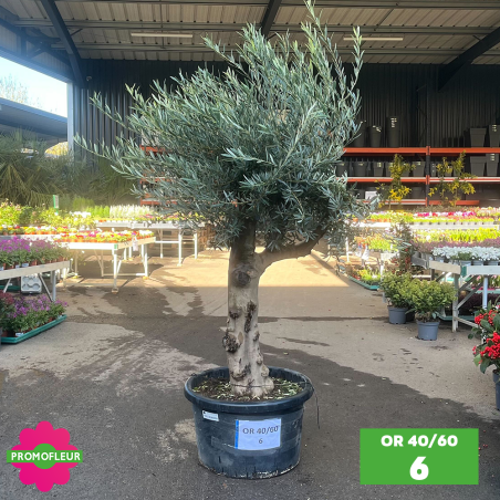 Olivier 40 - 60 ans ramifié Hauteur 200 cm - Promofleur (OR-40/60 - 6)