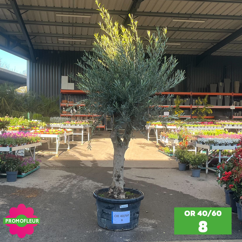Olivier 40 - 60 ans ramifié Hauteur 200 cm - Promofleur (OR-40/60 - 8)