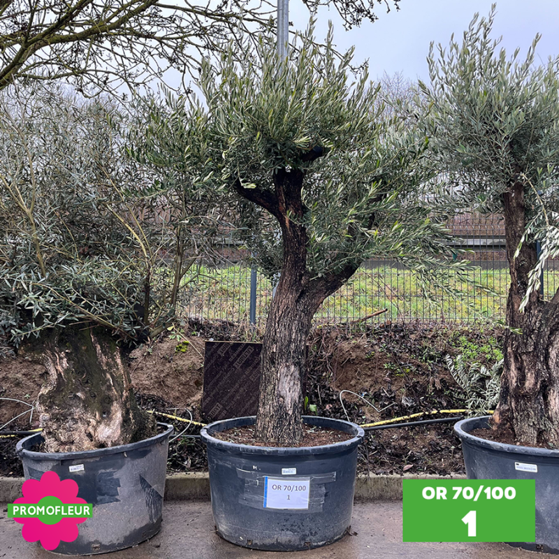 Olivier 70 - 100 ans ramifié Hauteur 200 cm - Choix 1 (OR 70-100 / 1)