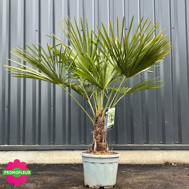 Palmier Trachycarpus Fortunei H.100/125 cm Stipe 20/30 cm