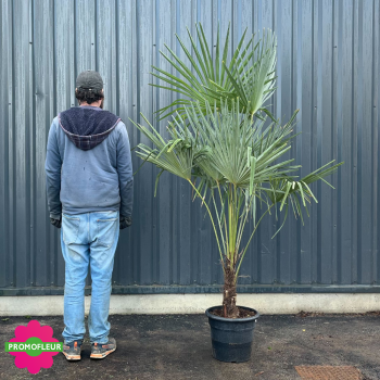 Palmier Trachycarpus Fortunei H.150/175 cm Stipe 20/40 cm - Promofleur 2