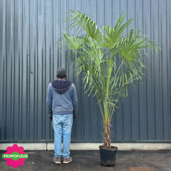 Palmier Trachycarpus Fortunei H.160/200 cm Stipe 40 cm - Promofleur 2