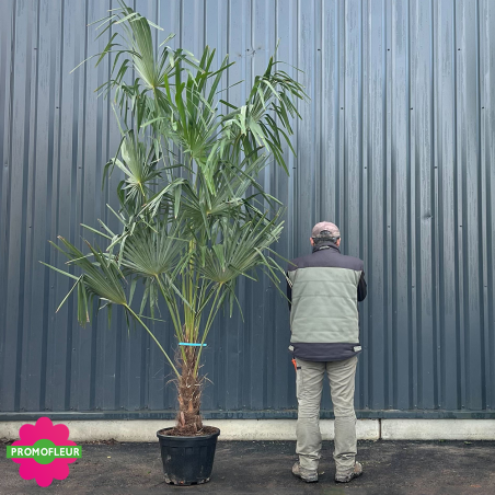 Palmier Trachycarpus Fortunei H.170/200 cm Stipe 40/60 cm - Promofleur (comparatif taille)