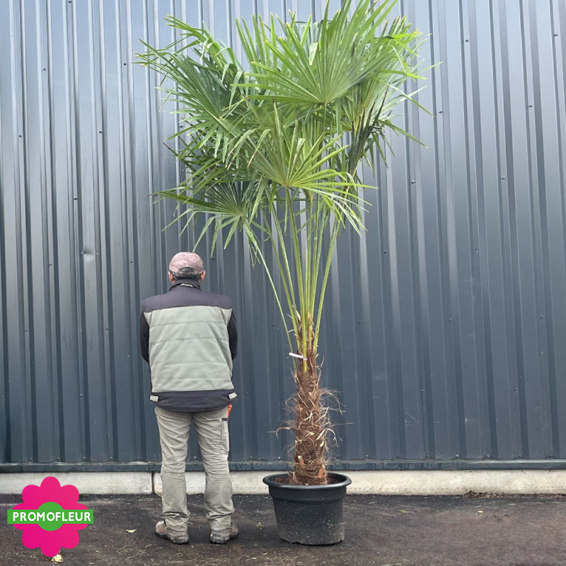 Palmier Trachycarpus Fortunei H.200/240 cm Stipe 60/80 cm - Promofleur (comparatif taille)
