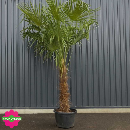 Palmier Trachycarpus Fortunei H.250/300 cm Stipe 120/140 cm