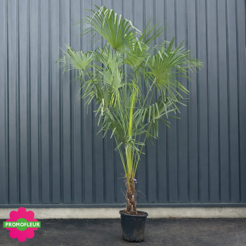 Palmier Trachycarpus Fortunei H.160/200 cm Stipe 40 cm - Promofleur