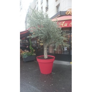 Olivier 50-60 ans dans un pot Toscane (Entrée Bistro) 2