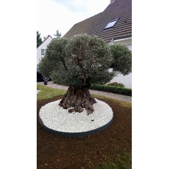 Olivier 250 - 300 ans sur un lit bordé de cailloux blanc 2