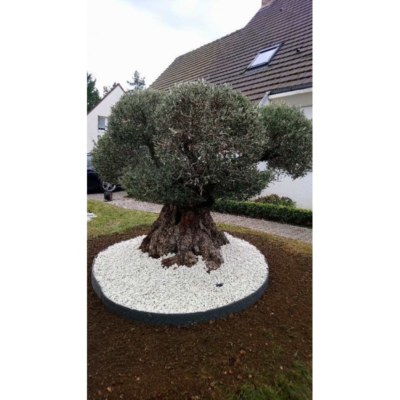 Olivier 250 - 300 ans sur un lit bordé de cailloux blanc