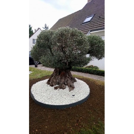 Olivier 250 - 300 ans sur un lit bordé de cailloux blanc