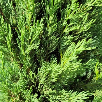 Cyprès de Provence 'colonne' - Promofleur Persan 2