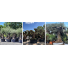 Oliviers centenaires et plus