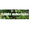 Plantes aromatiques